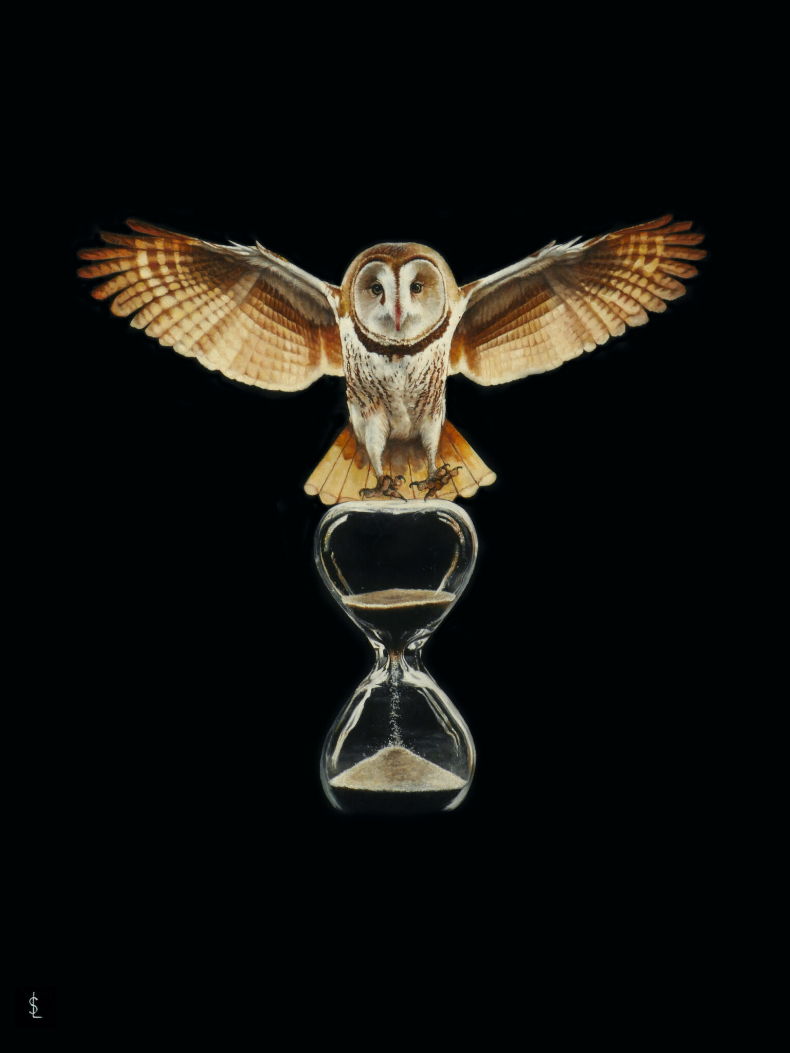 tyto-alba