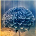 blue flowers (3)
