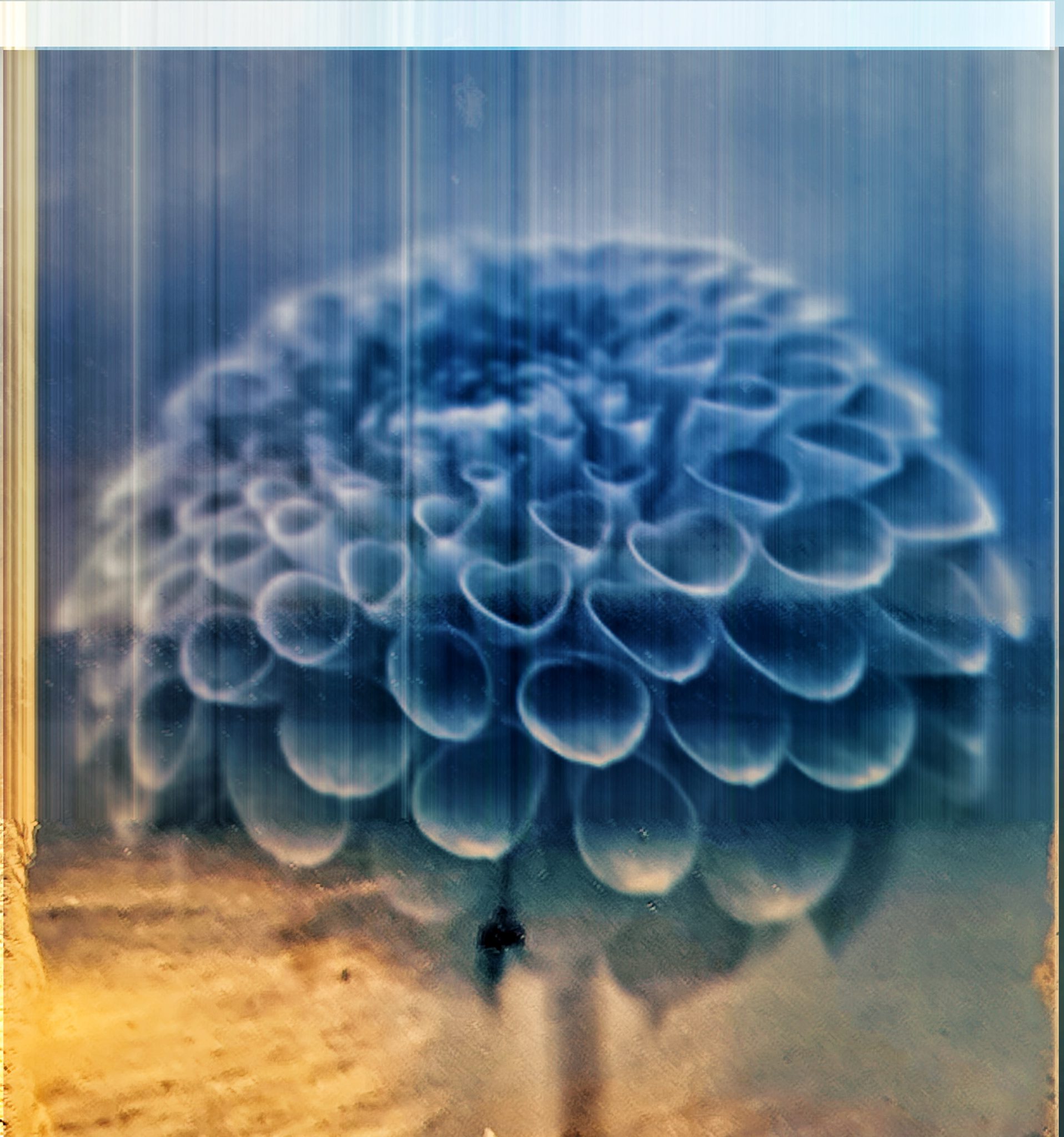 blue-flowers-3