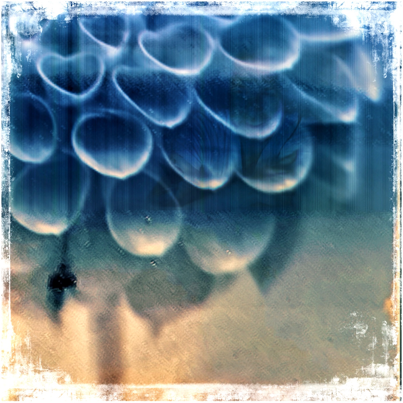 blue-flowers-7