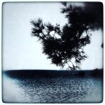 SOLO TREE