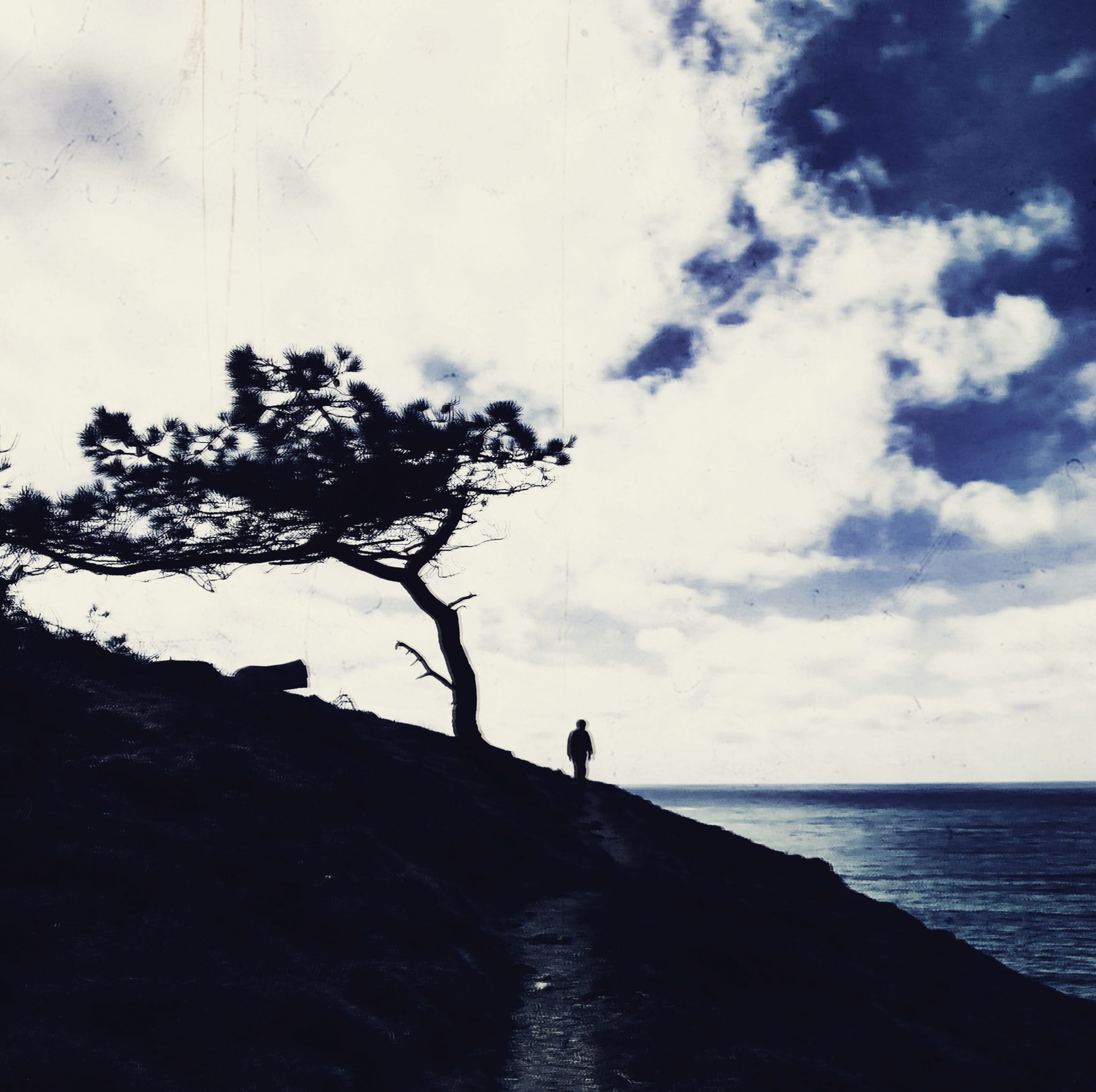 solo-tree-2