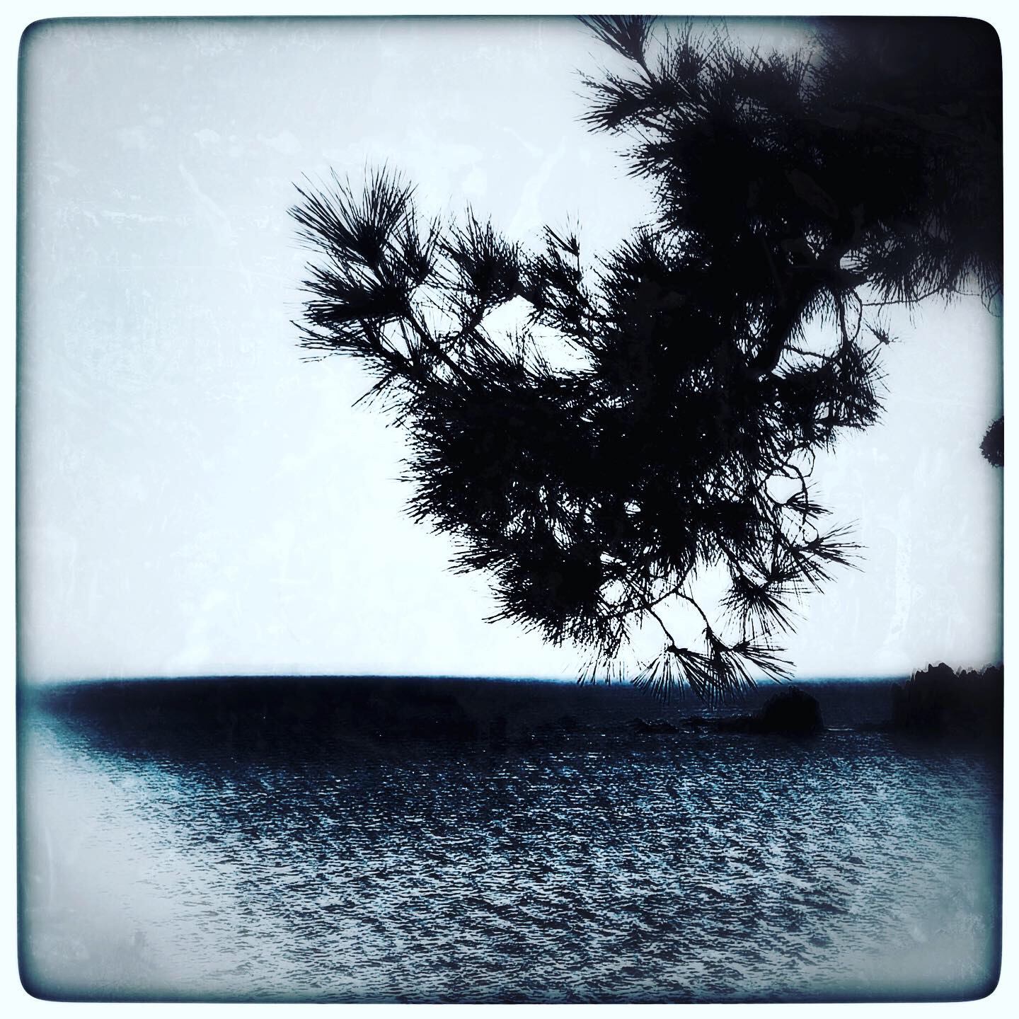 solo-tree
