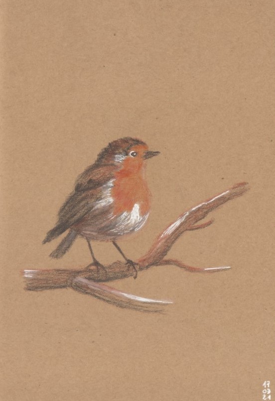 rouge-gorge