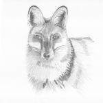 Renard