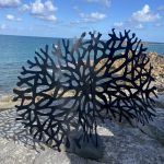 Chondrus crispus metallicus, 