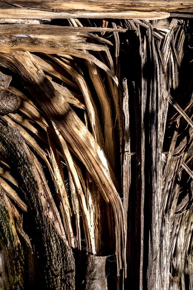 fibres-et-lambeaux-2