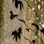 ombres & eaux fortes