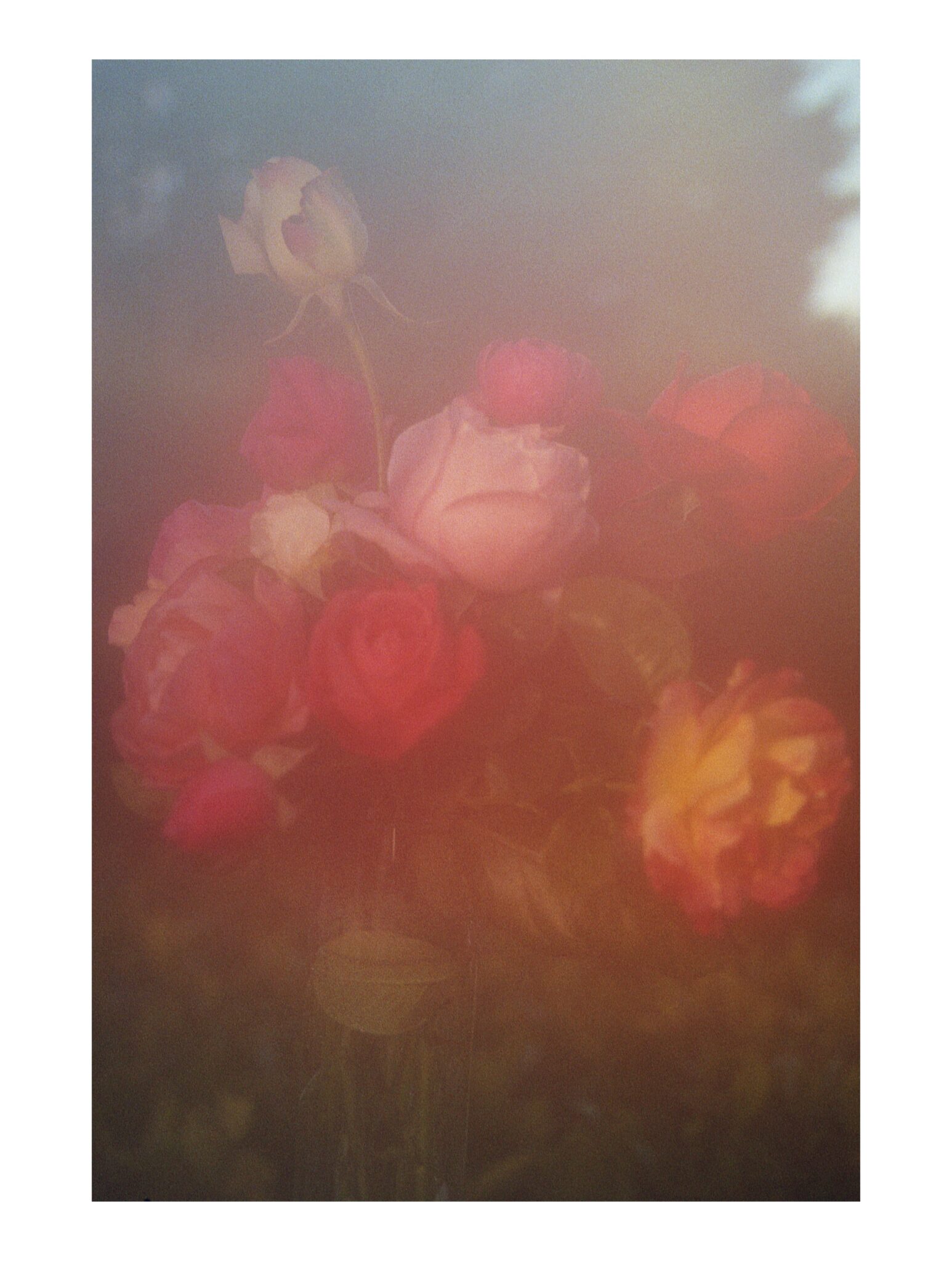 les-roses-du-jardin-de-claudine-3