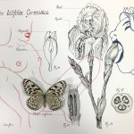 Histoire naturelle n°671