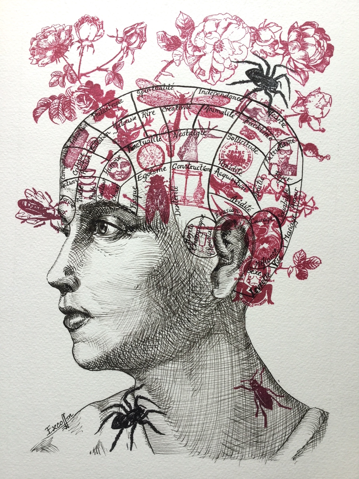 phrenologie-paradoxale