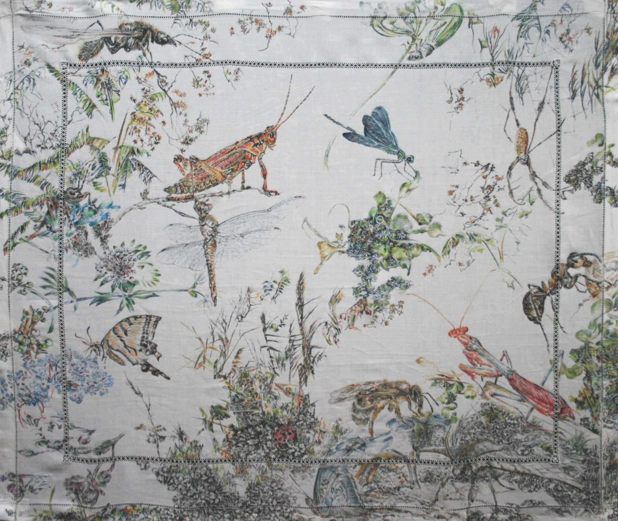insects-2