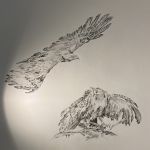 Les aigles