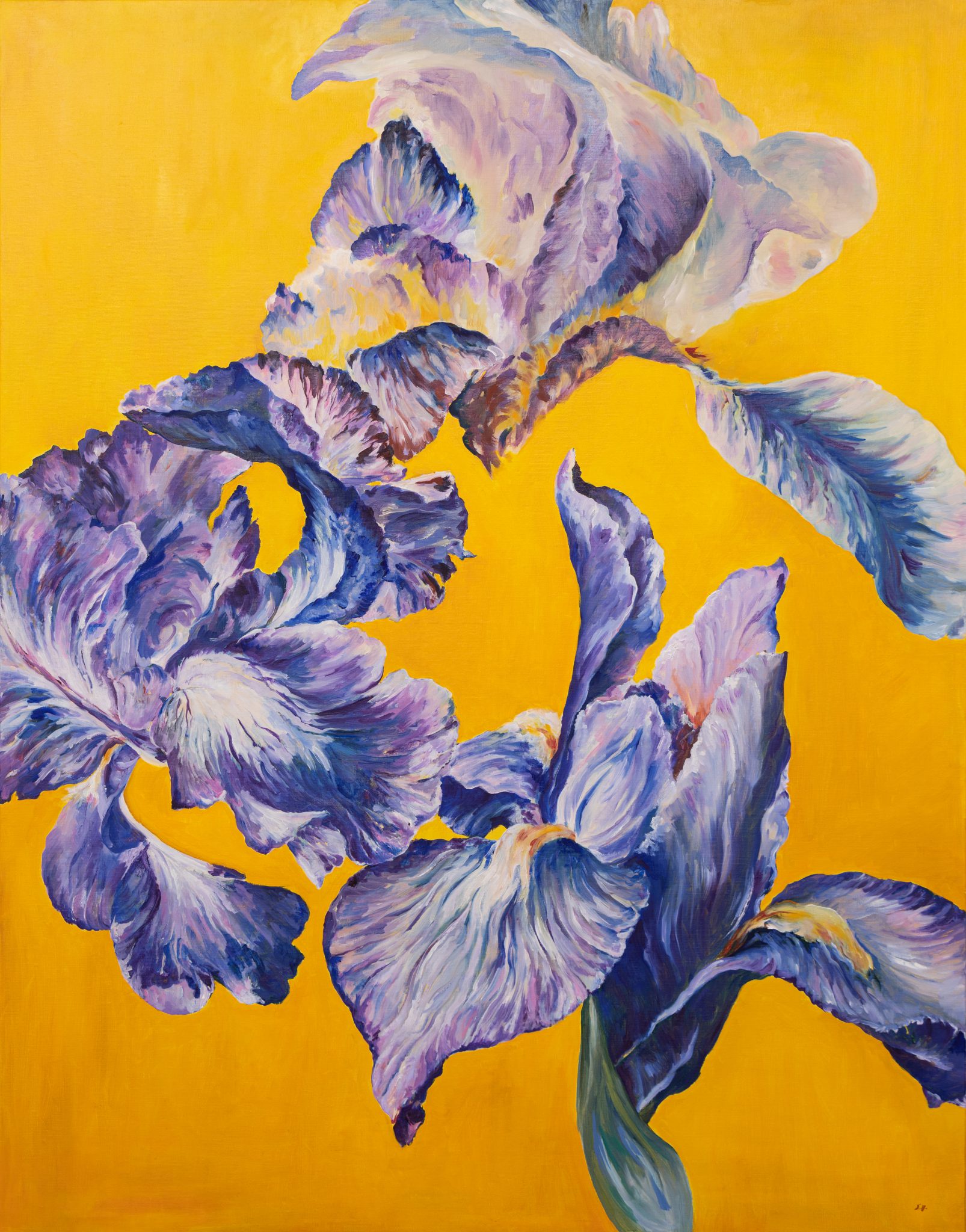 iris-16