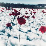 Installation coquelicots
