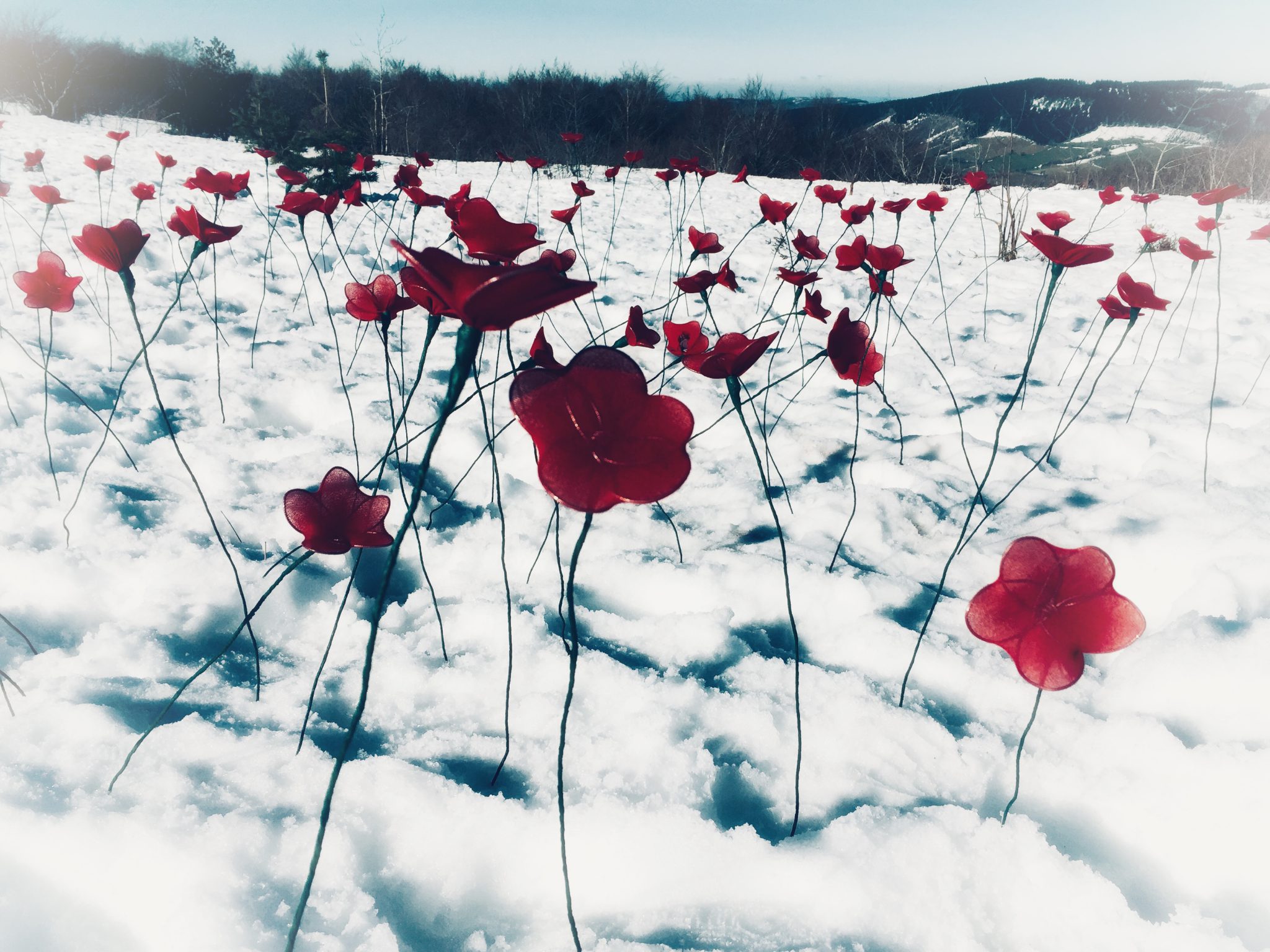 installation-coquelicots