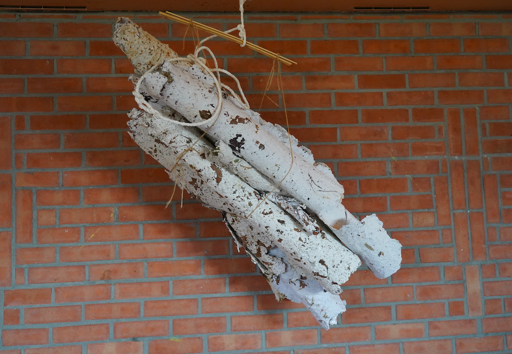 bouleau-2