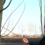 La complainte des Arbres