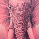 pink elephant net
