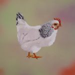Poule Sussex