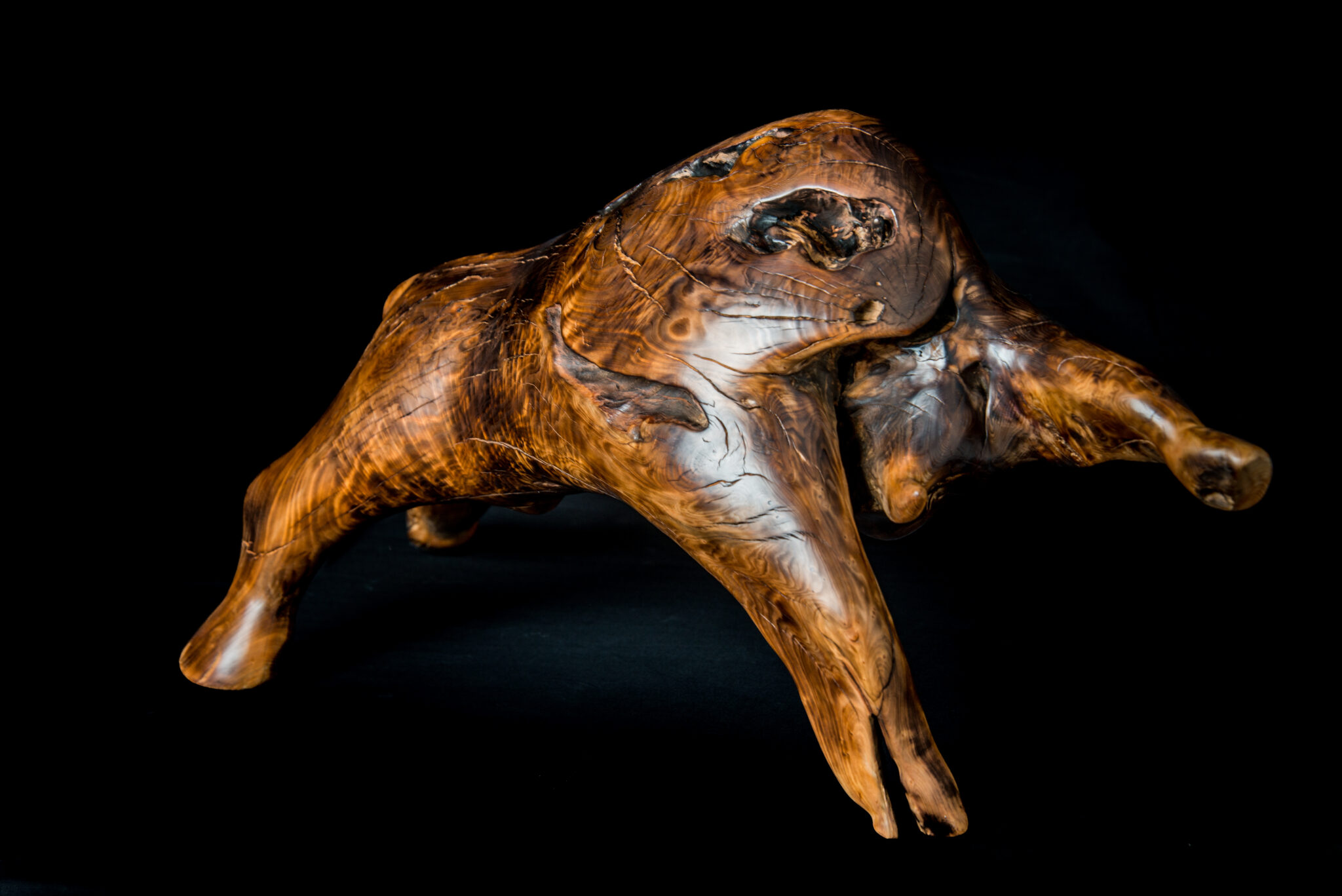 bison