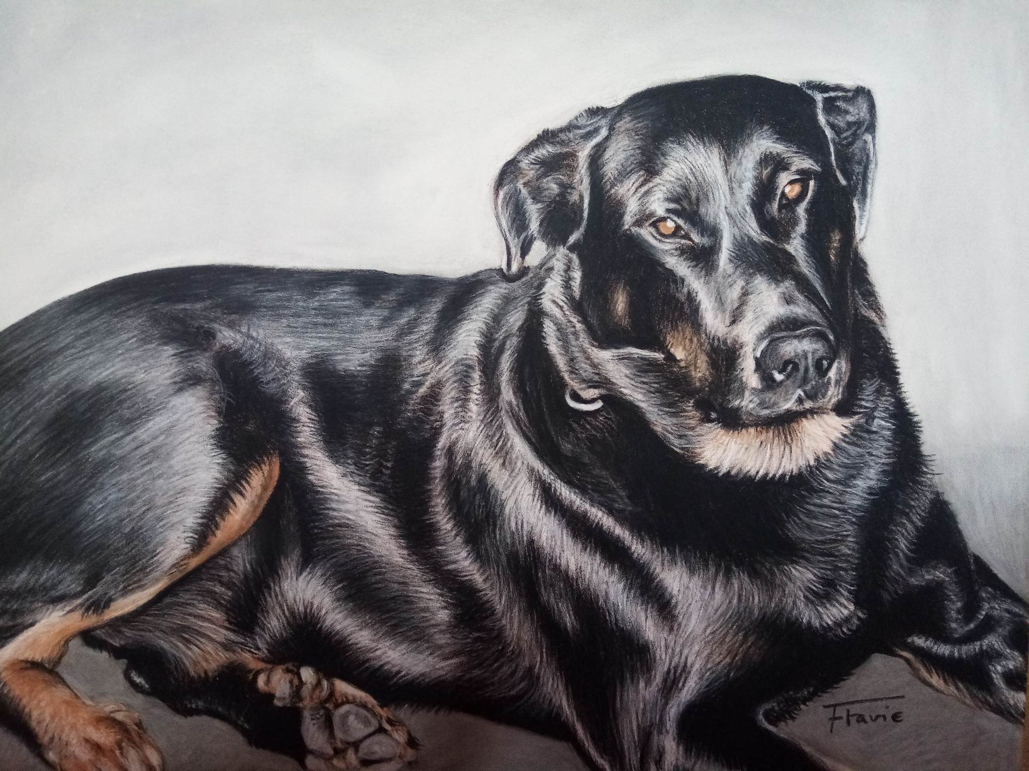 portrait-de-chien
