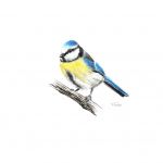Mésange bleue