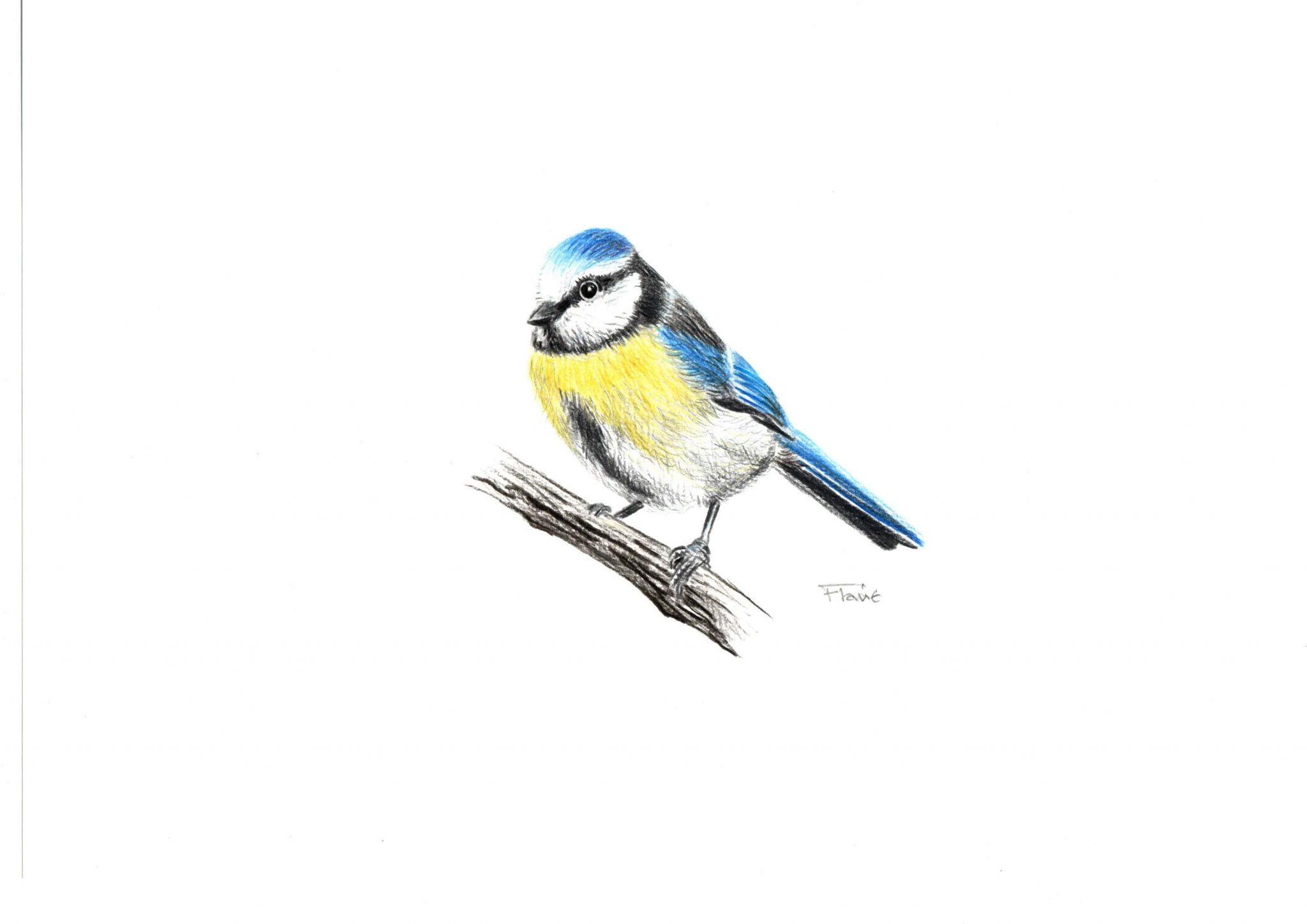 mesange-bleue