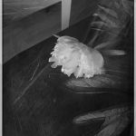 Une pivoine par Manuel VICH