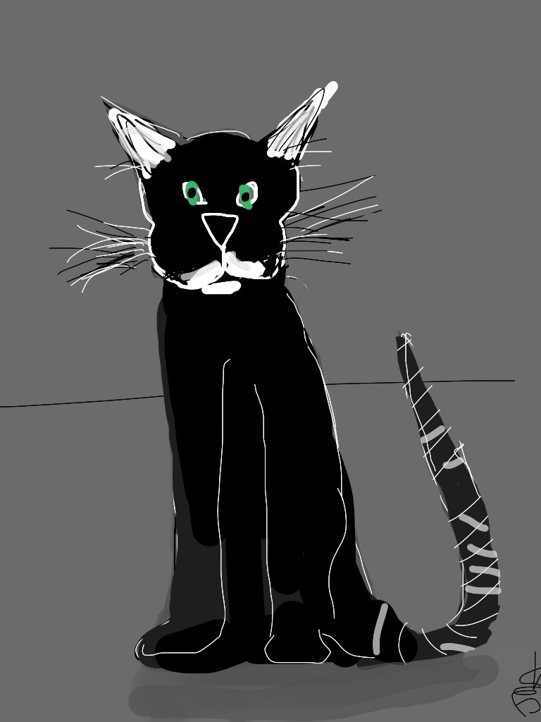 pissed-off-cat