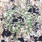 Lichens par Frédérique Mussat