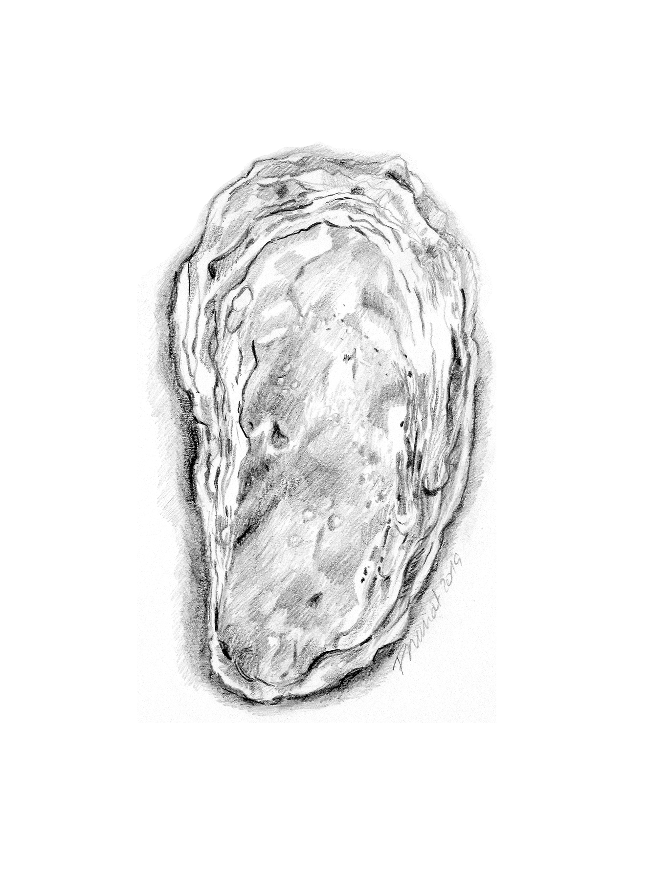 huitre-1