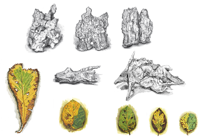 planchemorceauxnature-1