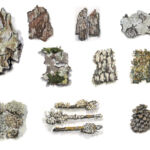 PlancheMorceauxNature-2