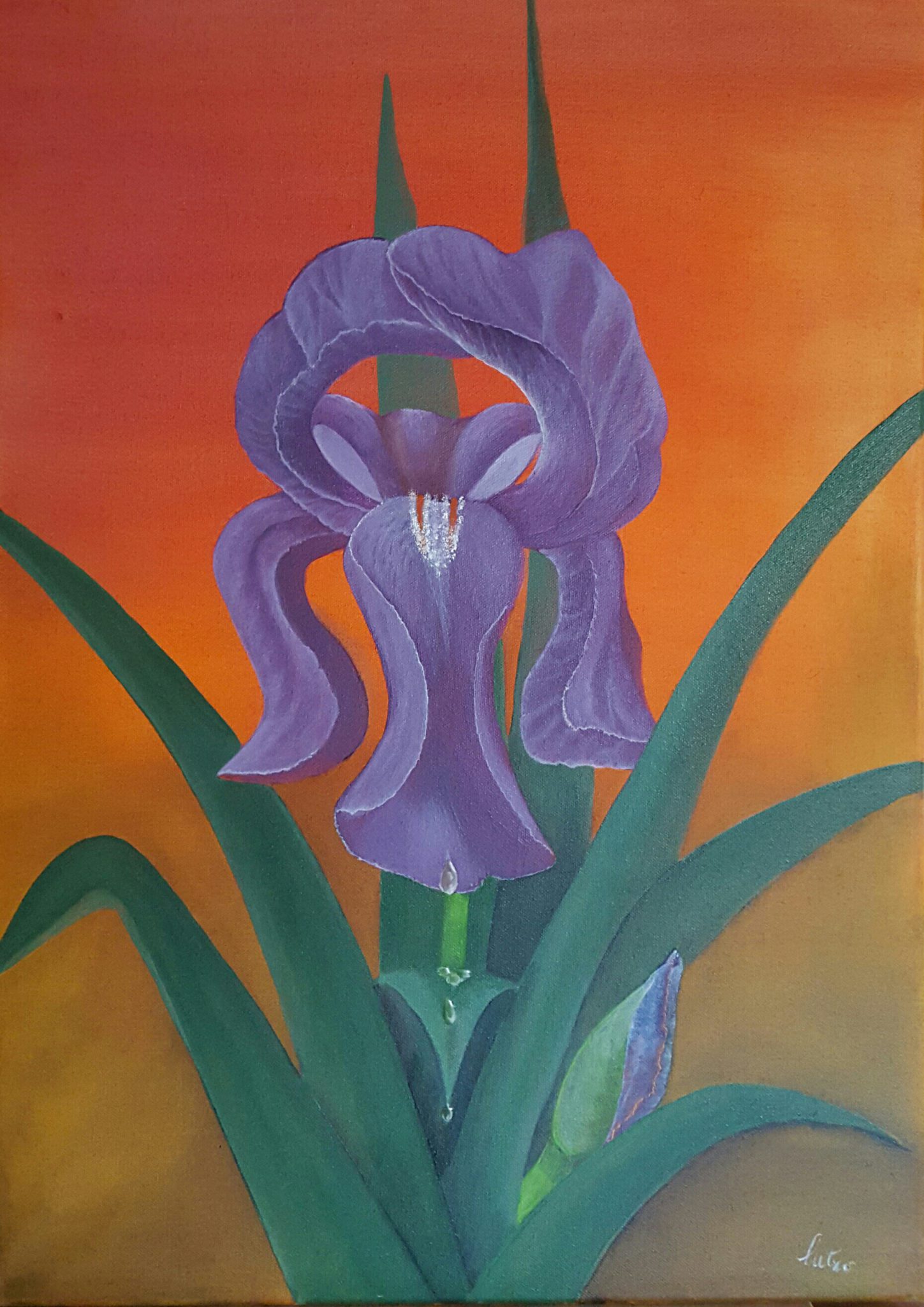iris-15