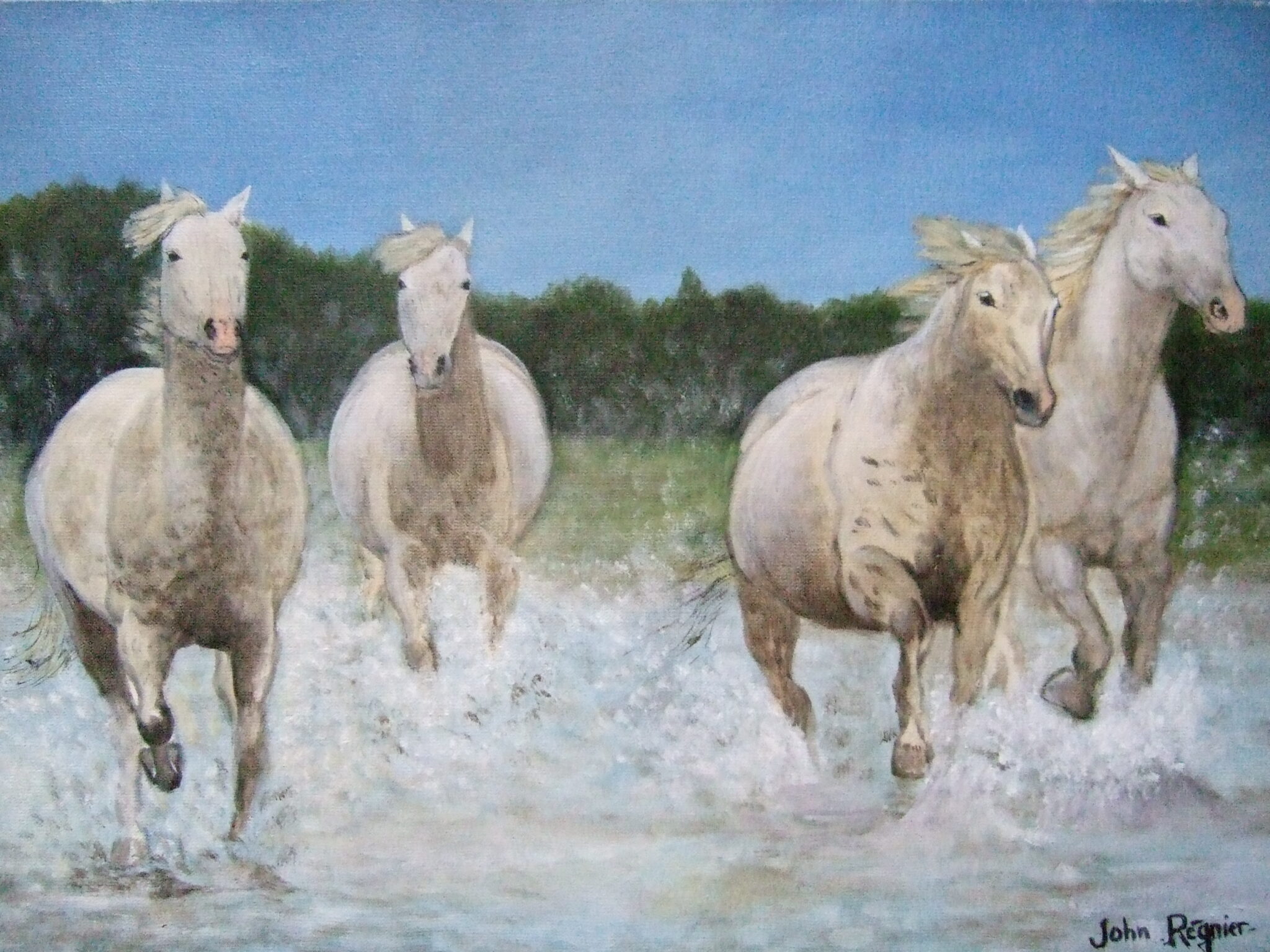 chevaux-camarguais-2