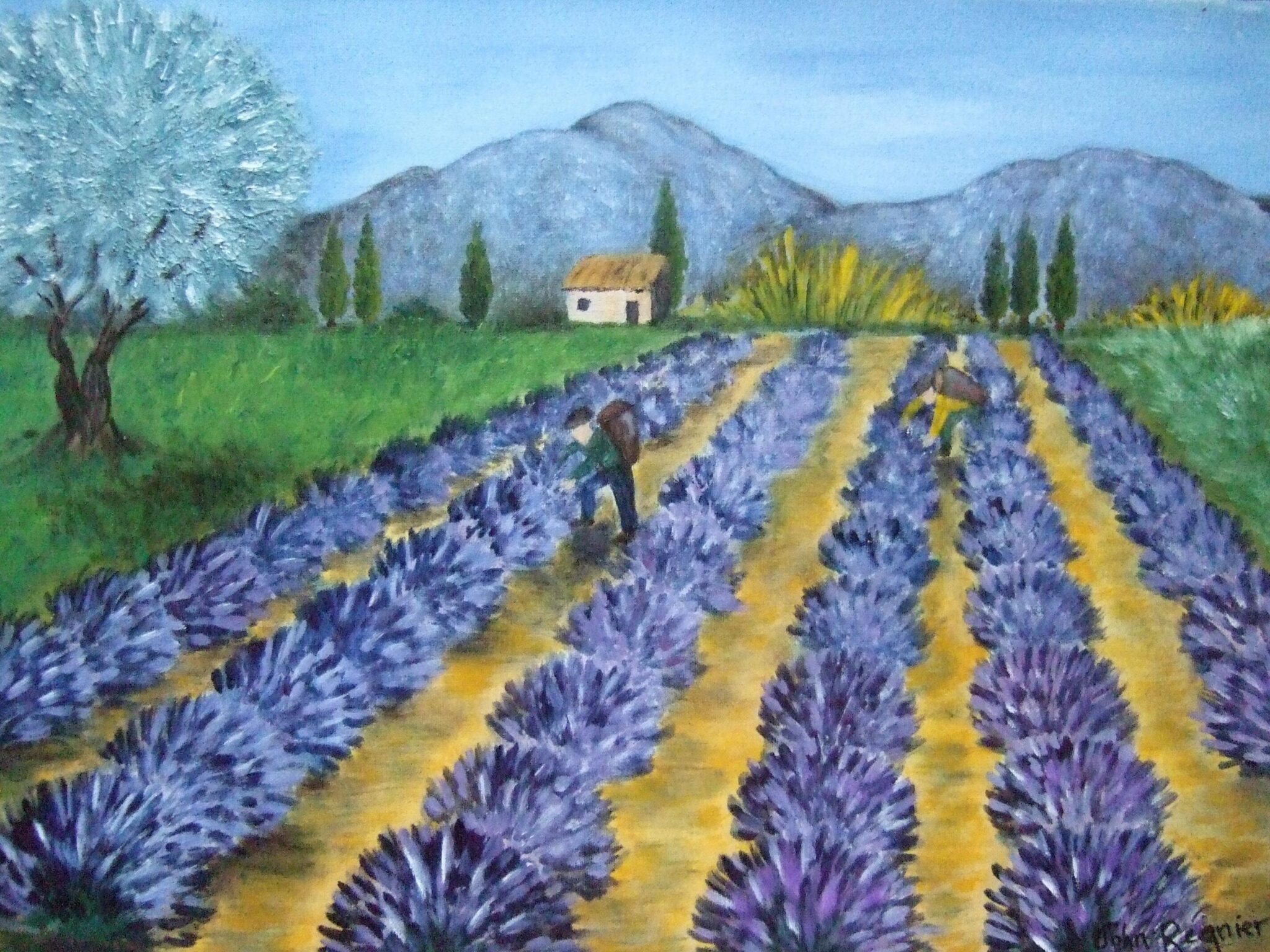 la-cueillette-des-lavandes-3