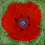 Papaver Oriental n°4 par DOMINIQUE BRUNET