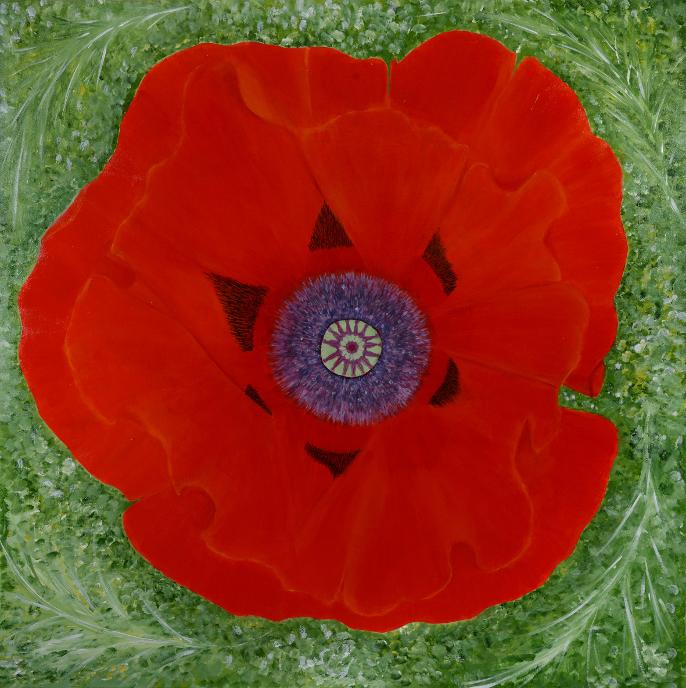papaver-oriental-n4