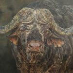 Nyathi — Le Buffle du Cap par Anne MARGUET