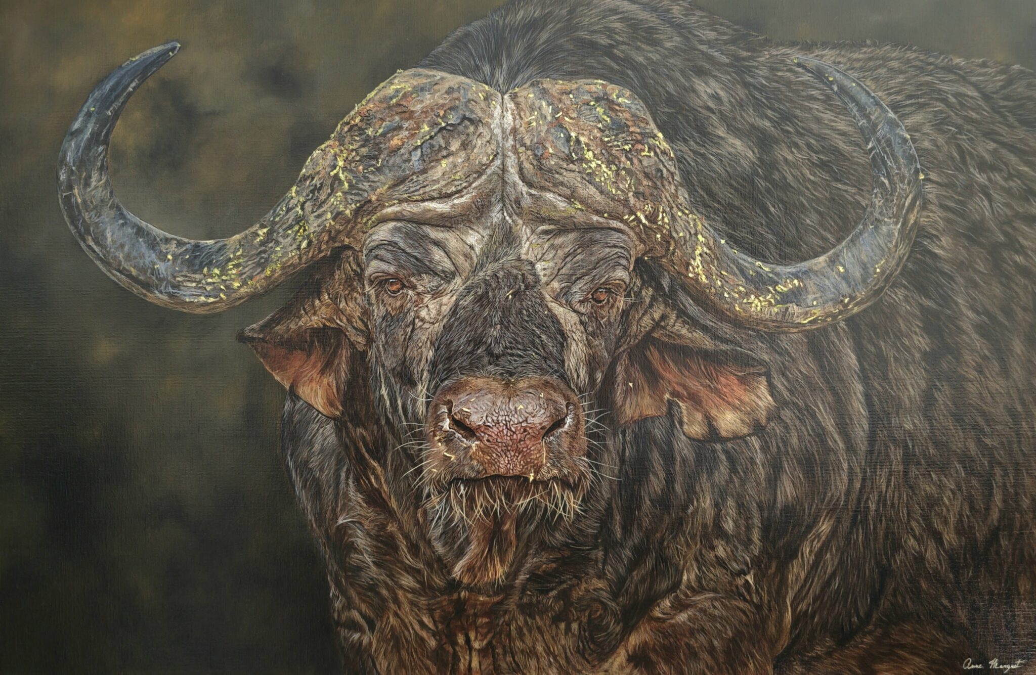 nyathi-le-buffle-du-cap