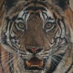 Face à Face: Le Tigre du Bengale par Anne MARGUET