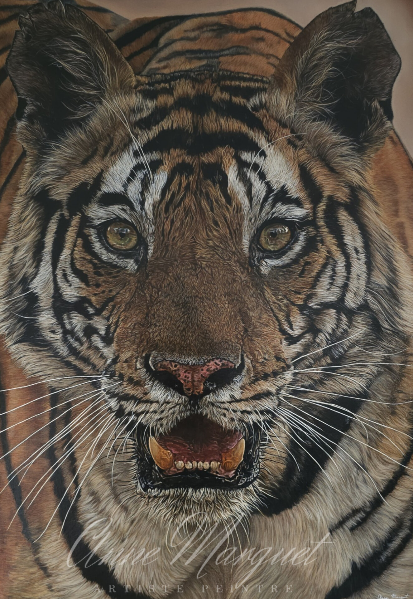 face-a-face-le-tigre-du-bengale