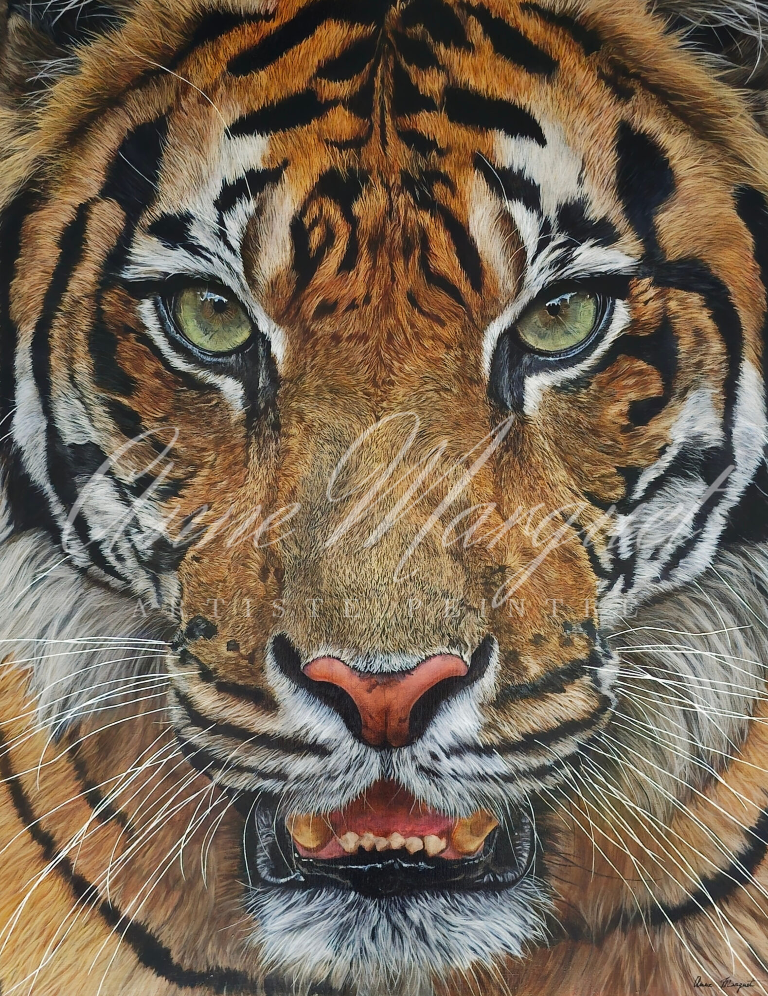 tigre-de-sumatra-indrah