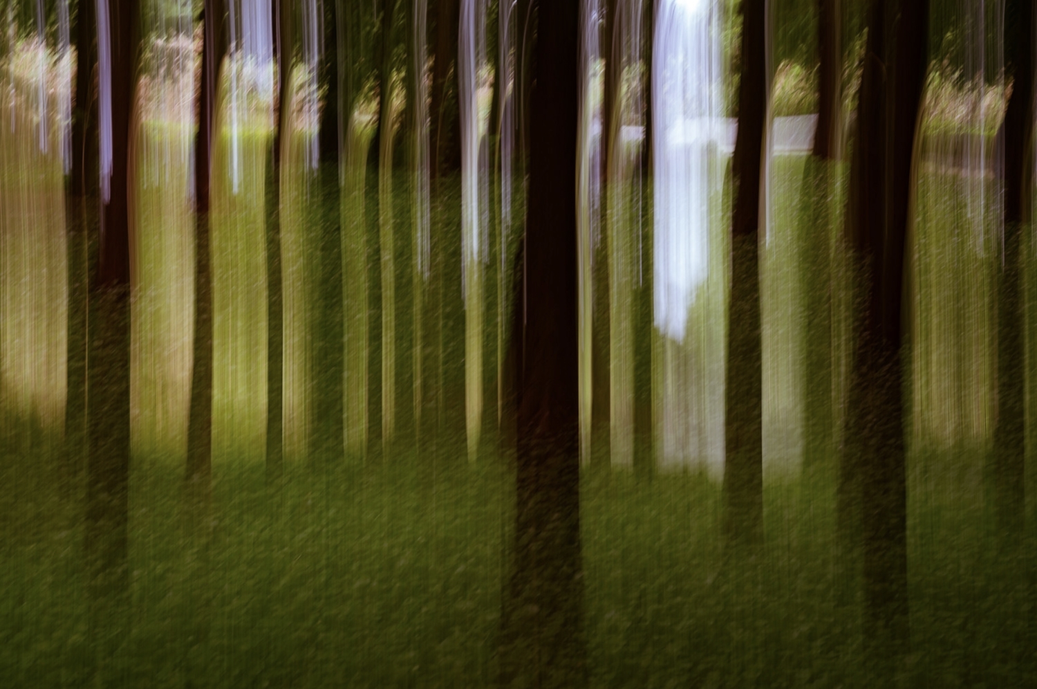 mystic-forest-2