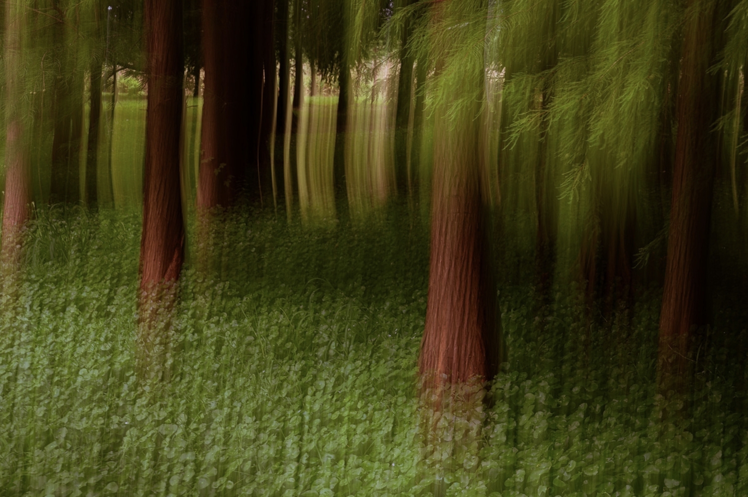 mystic-forest-3