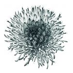 Jasione crépue d\'Auvergne