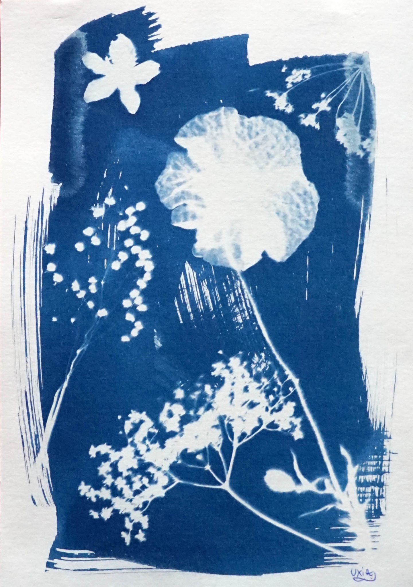 lelan-du-coquelicot