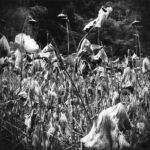 Série " Parcs" N°9 copie par Isabelle MEGLINKY