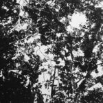 6catstrophe optique
